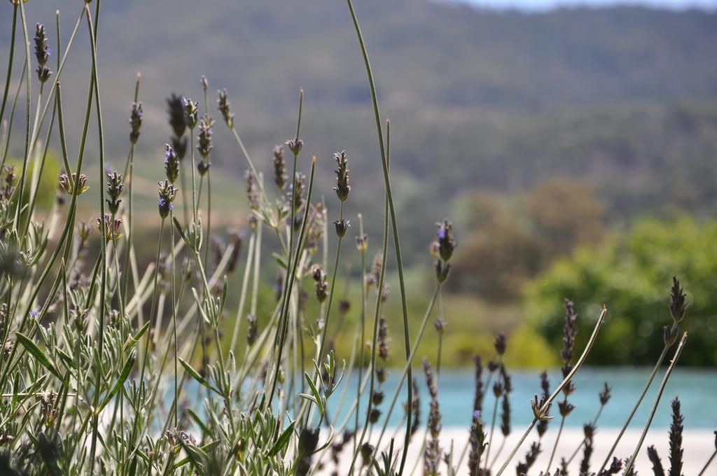 Dunstone Country House Wellington Esterno foto